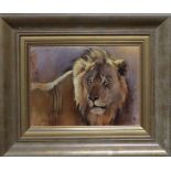 Kim Donaldson (Zimbabwean b. 1952), Study of a lion, signed, oil on canvas