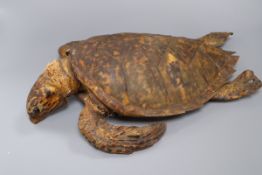 A taxidermic turtle