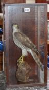 A cased taxidermy sparrowhawk Height of case 49.5cm