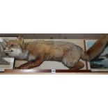 A taxidermic fox