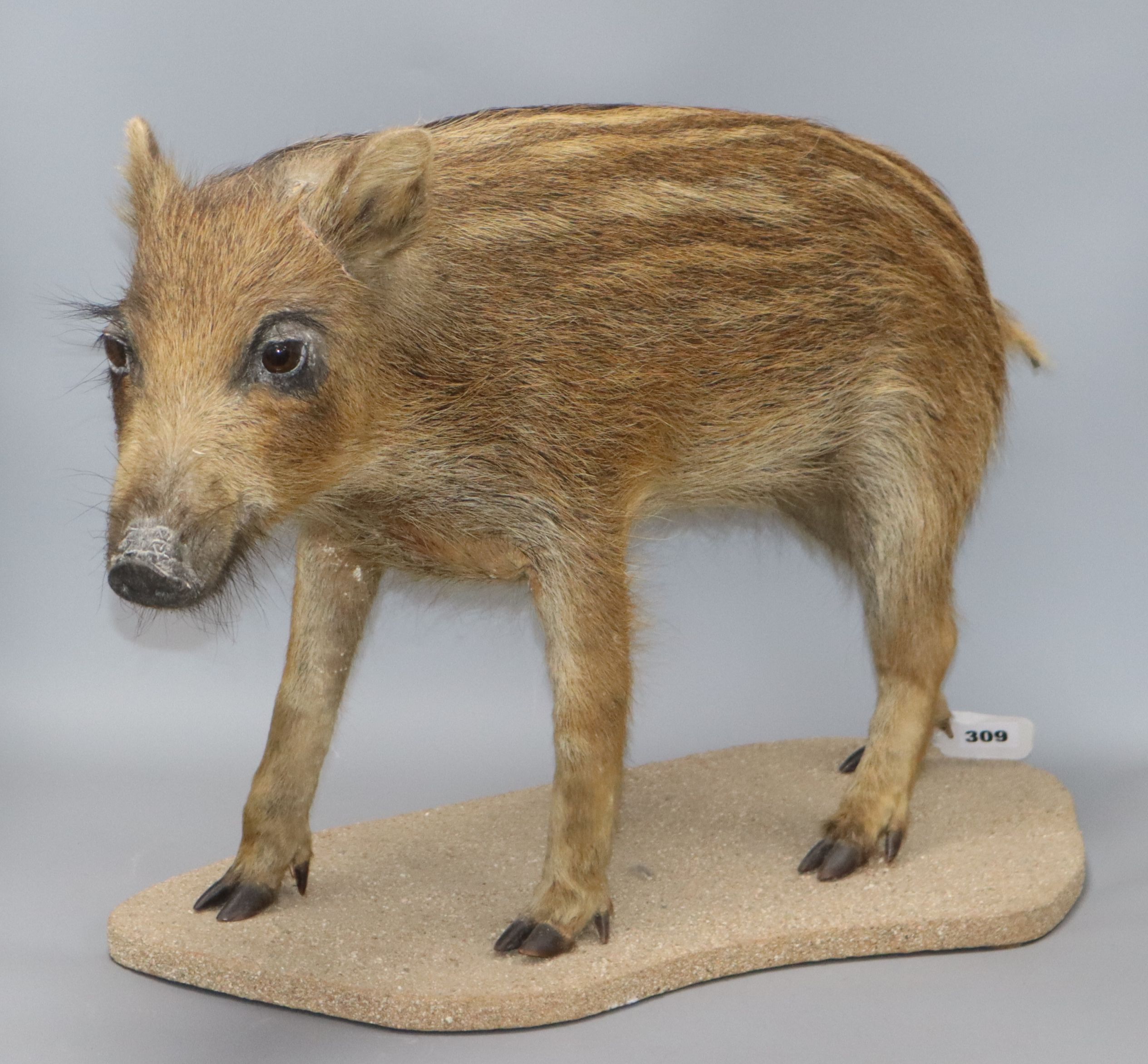 A taxidermic juvenile wild boar