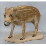 A taxidermic juvenile wild boar