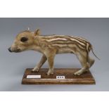 A taxidermic juvenile wild boar height 20cm