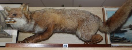 A taxidermic fox