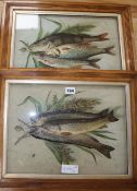 A pair of framed trout, with three dimensional raised images