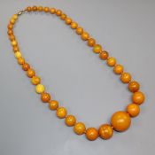 A single strand graduated circular amber bead necklace, gross weight 59 grams, 56cm.