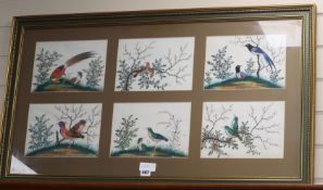 Chinese School, 6 gouache on pith paper, Studies of birds and flowers, 17 x 25cm, framed as one