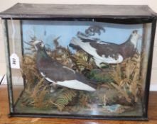 A cased taxidermic pair of pigeons