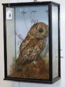 A cased taxidermic barn owl