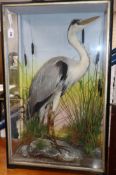 A cased taxidermic heron, by Hutchings