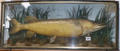 A cased taxidermic pike, dated 1910