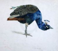 § Edward Julius Detmold (1883-1957)watercolour and inkStudy of a peacocksigned and dated 18999.5 x