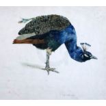 § Edward Julius Detmold (1883-1957)watercolour and inkStudy of a peacocksigned and dated 18999.5 x
