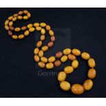 A single strand graduated oval amber bead necklace, gross weight 85 grams, 95cm.