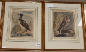 19th century French School, six coloured engravings, Ornithological studies, 22 x 17cm