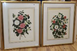 After Weddell and Pope, set of 4 colour prints, Flower studies, 59 x 43cm