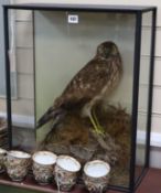A cased taxidermic hawk
