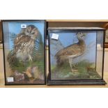 A cased taxidermic peafowl and a Tawny owl, both cased