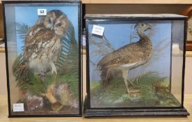 A cased taxidermic peafowl and a Tawny owl, both cased