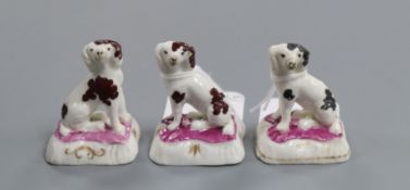 Three Staffordshire porcelain figures of King Charles spaniels, with puce enamel to the bases, H.