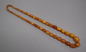 A single strand graduated oval amber bead necklace, gross weight 71 grams, 74cm.