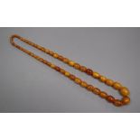 A single strand graduated oval amber bead necklace, gross weight 71 grams, 74cm.