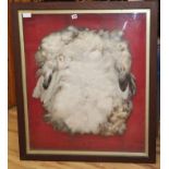 A framed breast of an albatross, obtained c.1910