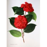 Urquhart, Beryl Leslie, editor - The Camellia, 2 vols, 36 coloured plates (from paintings by Raymond