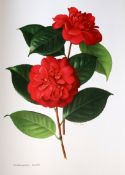 Urquhart, Beryl Leslie, editor - The Camellia, 2 vols, 36 coloured plates (from paintings by Raymond