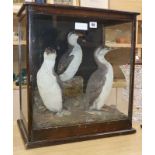 A taxidermic guillemot and a razorbill in glazed case height 54cm