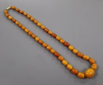 A single strand graduated oval amber bead necklace with yellow metal clasp, gross weight 39 grams,