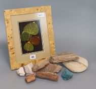 A Booker Morey framed display of Aspen leaves and a small collection of petrified wood specimens and