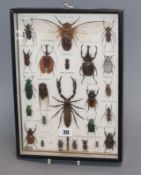 A framed and glazed display of cicada and beetles