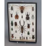 A framed and glazed display of cicada and beetles