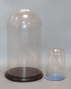 Two glass domes tallest 43cm