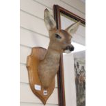 A taxidermic deer head, on plaque