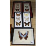 Five cases of exotic butterfly specimens