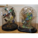 Two Victorian taxidermy studies of exotic birds, under glass domes height 37cm