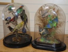 Two Victorian taxidermy studies of exotic birds, under glass domes height 37cm