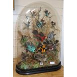 A Victorian taxidermy display of exotic birds, under a glass dome height 65cm