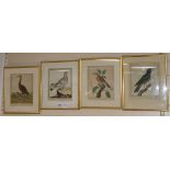 Four 18th century French coloured engravings of birds, 24 x 19cm