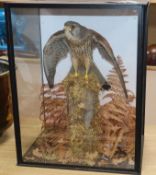 A taxidermic kestrel in glazed case case height 47cm