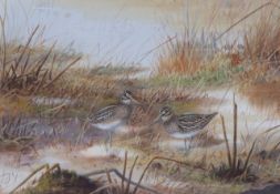 Philip Rickman (1891-1982), watercolour and gouache, Jack Snipe at their feeding hide, signed, 28