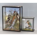 Two cased taxidermic bird displays: woodpeckers and kingfisher