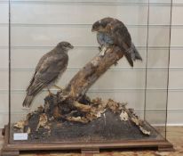 A taxidermic group of two kestrels fighting over prey, in glass case