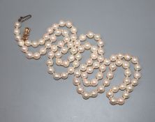 A single strand cultured pearl necklace with 9ct gold clasp, 70.5cm.