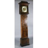 Sam Macham of London. A William and Mary mulberry cased eight-day longcase clock, the 12 inch square
