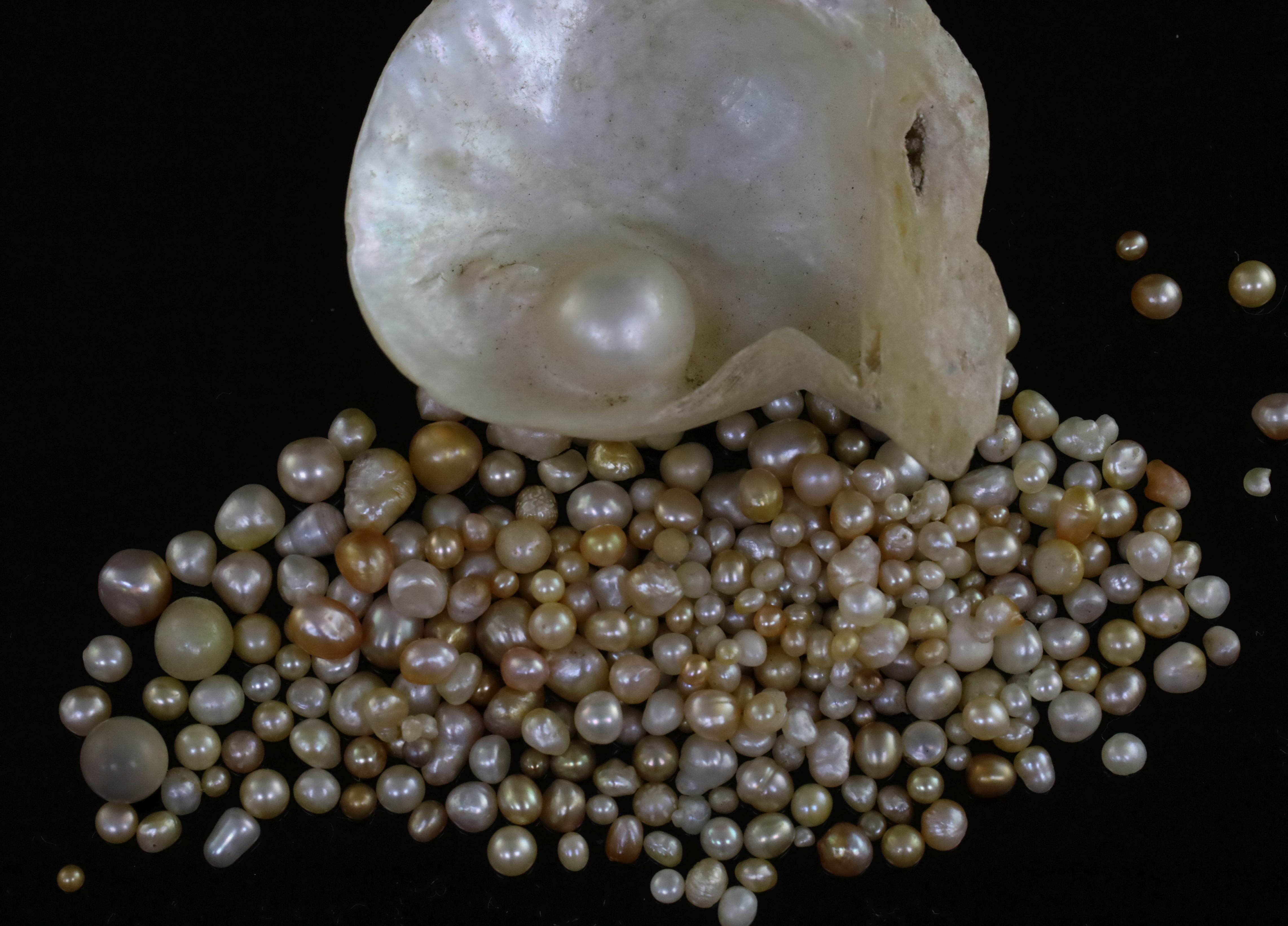 A quantity of loose undrilled (untested) pearls of varying shapes, colours and sizes and a pearl