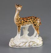 A Staffordshire porcelain figure of a giraffe, c.1828, of incorrect anatomical proportions, standing