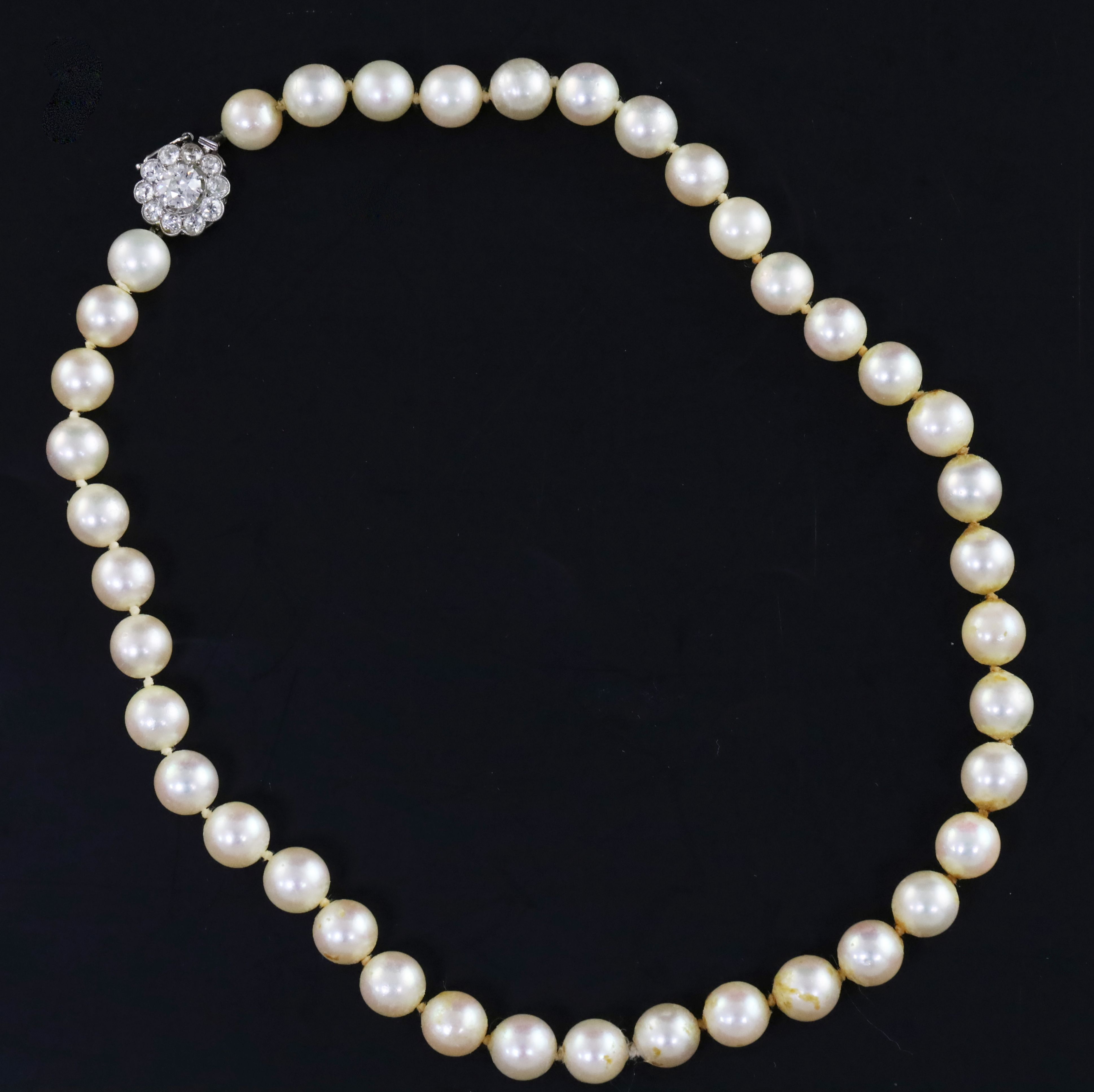 A single strand cultured pearl choker necklace with white gold? and diamond cluster set clasp,